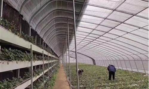 天津大棚生产厂家(天津大棚骨架厂家批发)_https://www.gzyhshgzzx.com_上期所_第1张