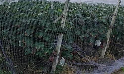 果园防雨棚搭建视频(果园防雨棚搭建视频大全)_https://www.gzyhshgzzx.com_郑商所_第1张