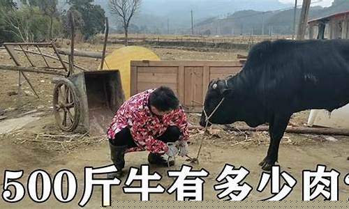 500斤的牛能卖多少钱(四五百斤的牛多少钱)_https://www.gzyhshgzzx.com_大商所_第1张