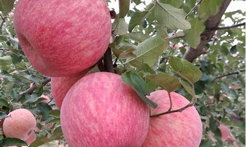 今年红富士苹果行情预测(今年红富士苹果价格走势预测)_https://www.gzyhshgzzx.com_广期所_第1张