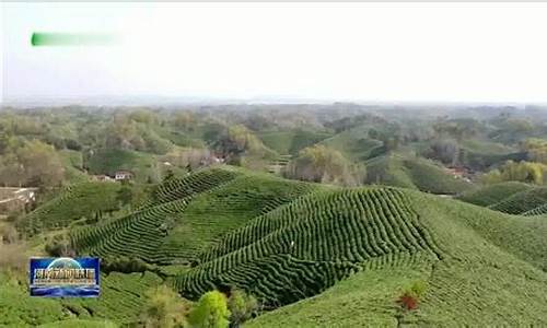 信阳毛尖央视财经直播(2021年信阳毛尖开采仪式)_https://www.gzyhshgzzx.com_郑商所_第1张