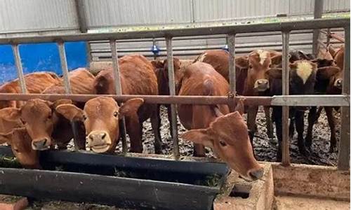 农村养殖牛补贴政策2023(2020农村养牛补贴)_https://www.gzyhshgzzx.com_广期所_第1张