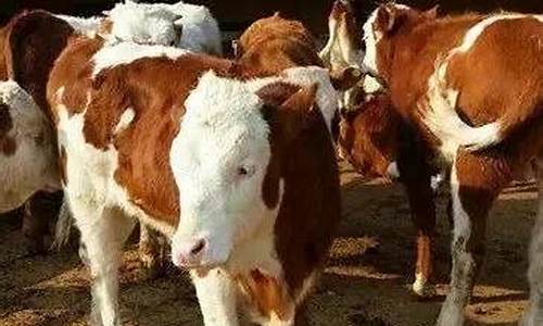 2024年养牛行情走势(2024年牛价未来行情走势分析)_https://www.gzyhshgzzx.com_中金所_第1张